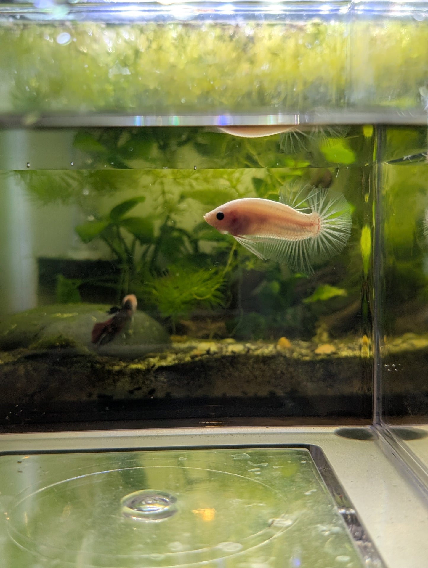 Celofane Halfmoon plakat Betta โ Male