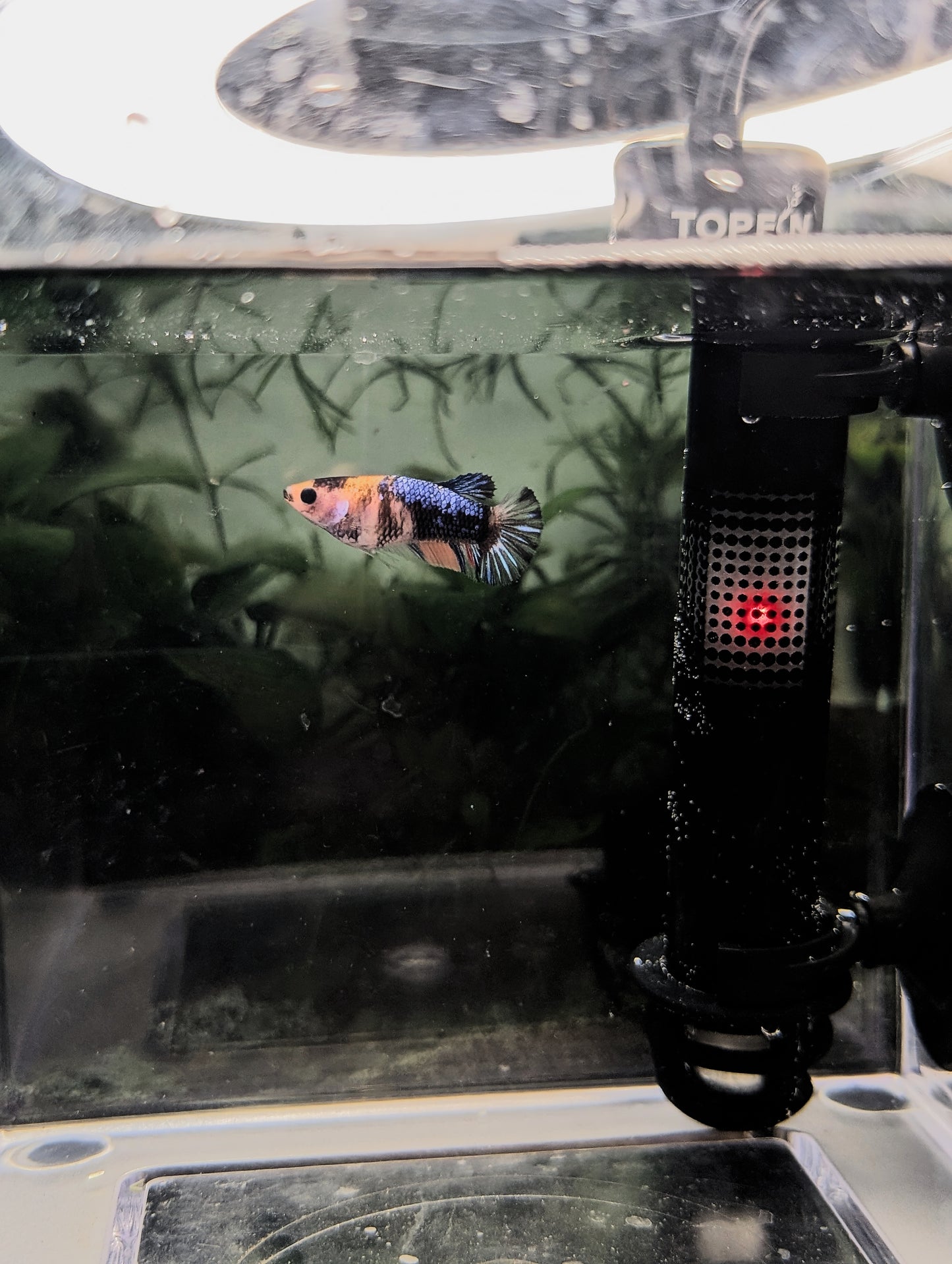 Koi Halfmoon Betta - Female