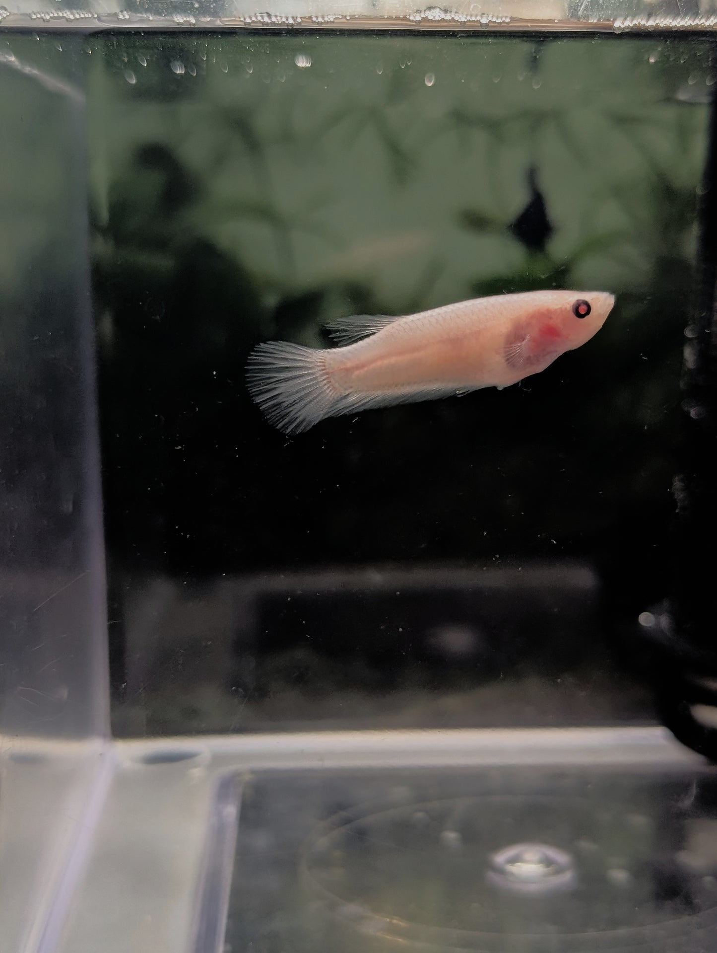 Celofane Halfmoon Betta - Female
