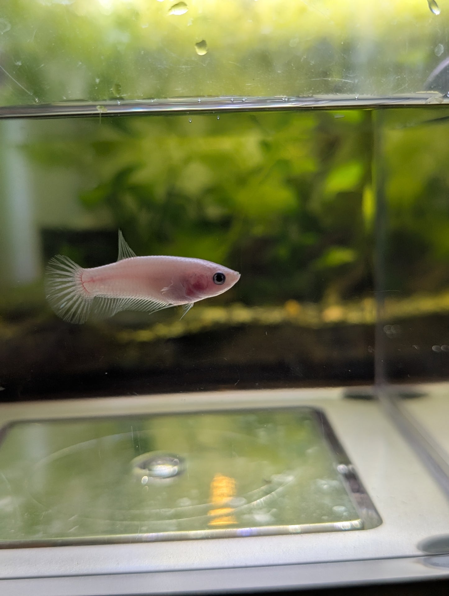 Celofane Halfmoon Plakat Betta โ Female