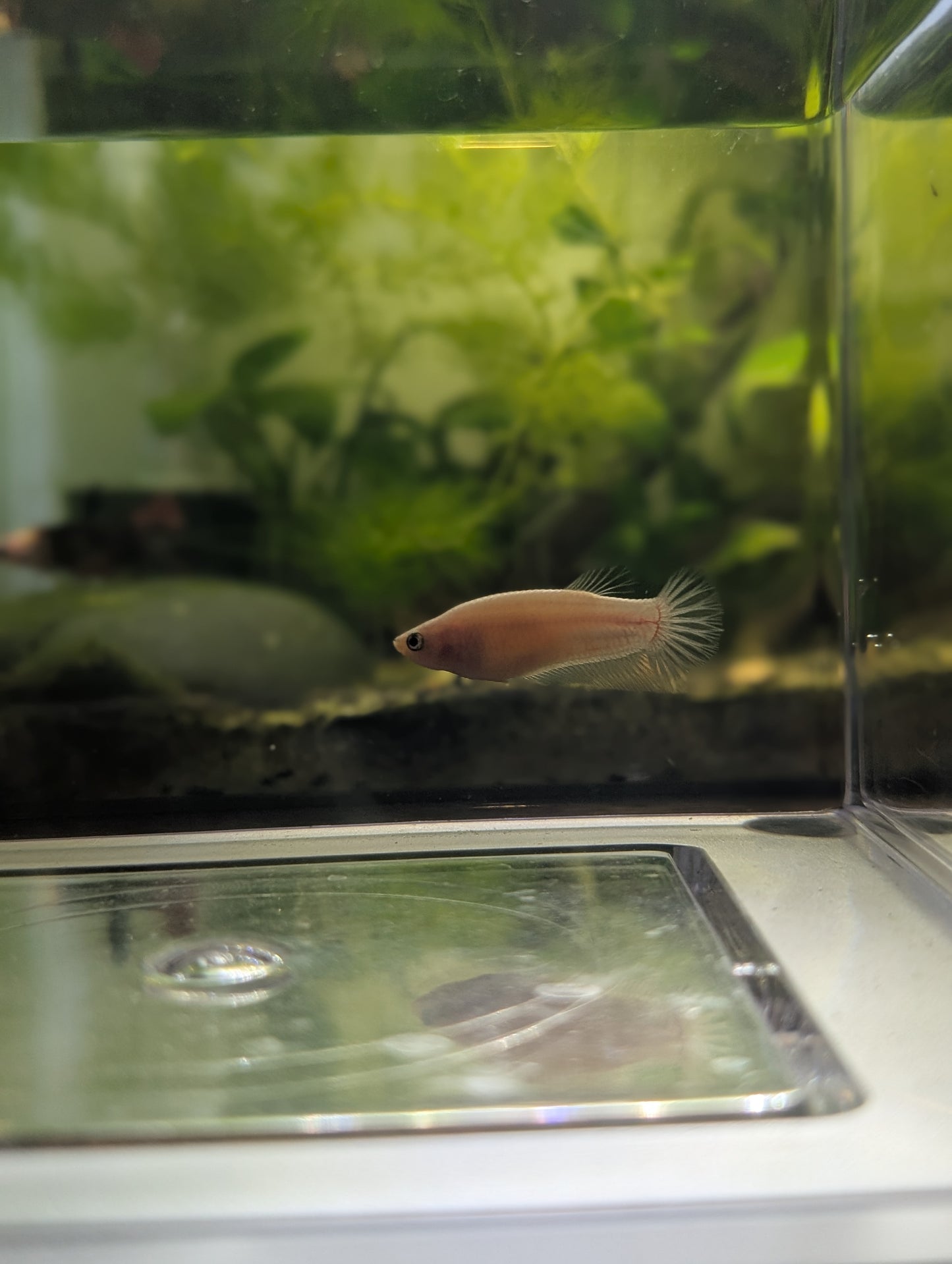Celofane Halfmoon Betta - Female