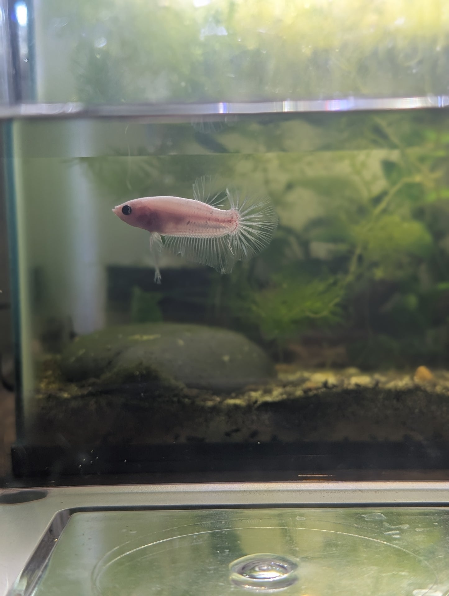 Celofane Halfmoon Plakat Betta - Male