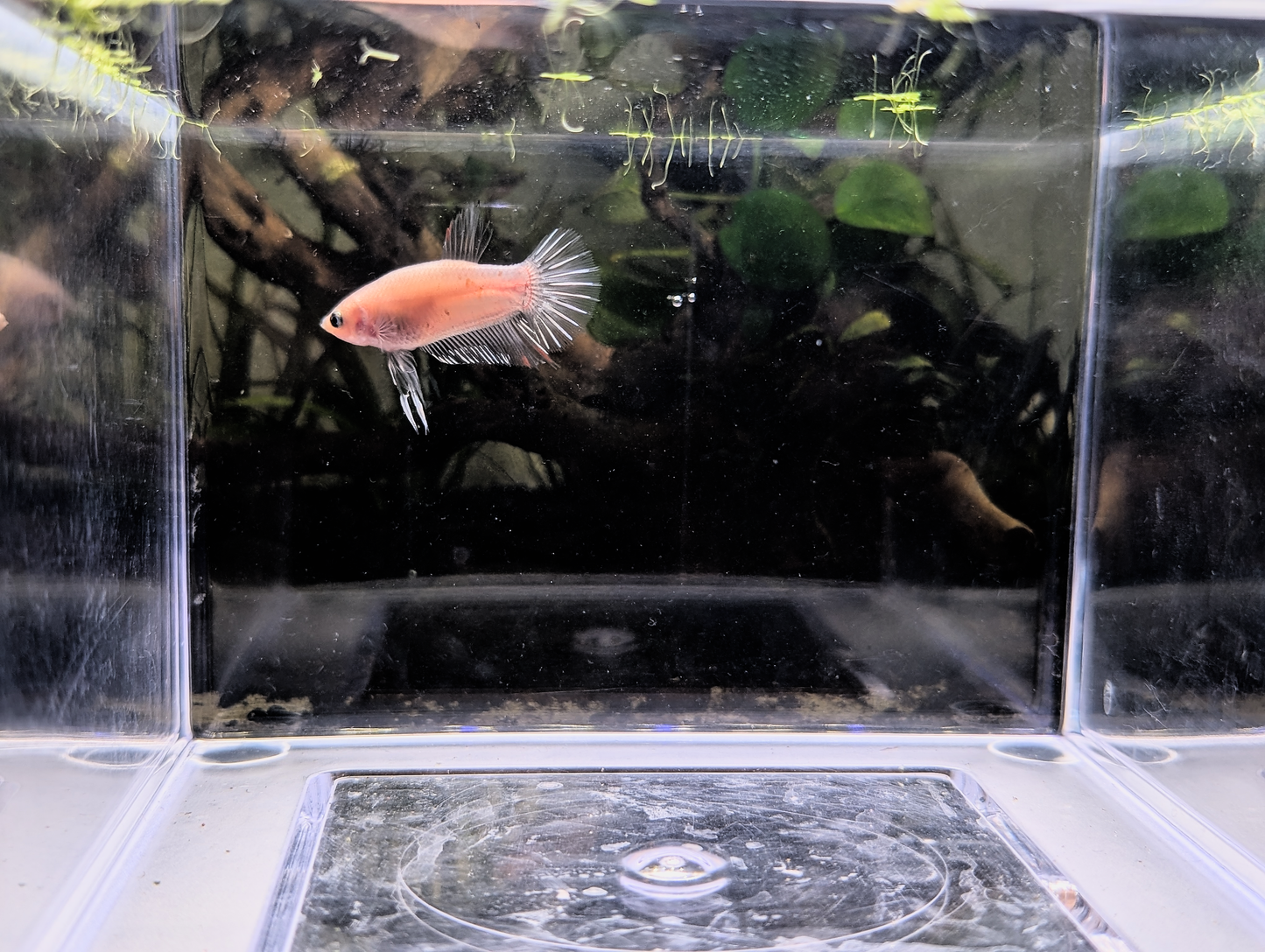 Celofane Halfmoon Plakat Betta - Male