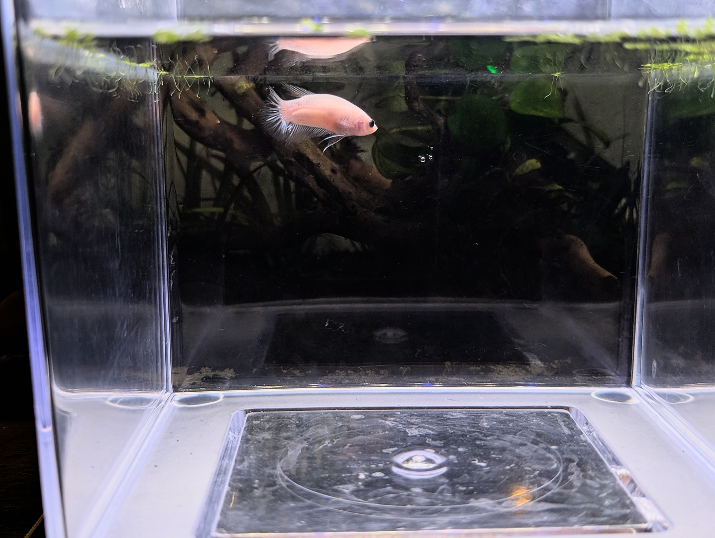 Celofane Halfmoon Plakat Betta - Male