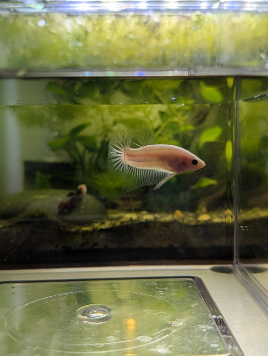 Celofane Halfmoon plakat Betta – Male