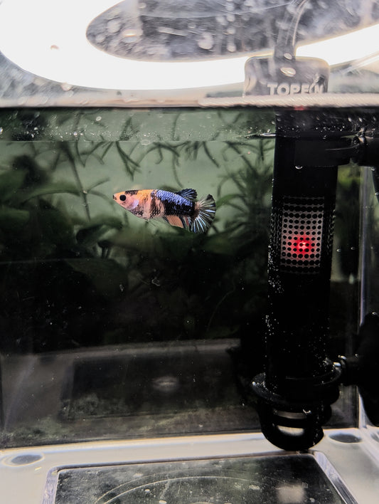 Koi Halfmoon Betta - Female