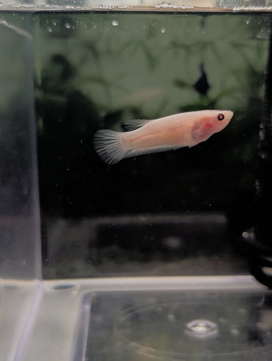Celofane Halfmoon Betta - Female