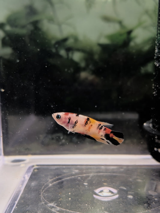Koi Halfmoon Betta - Female