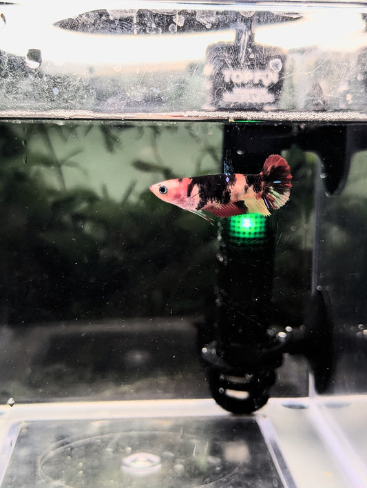Koi Halfmoon Betta - Female