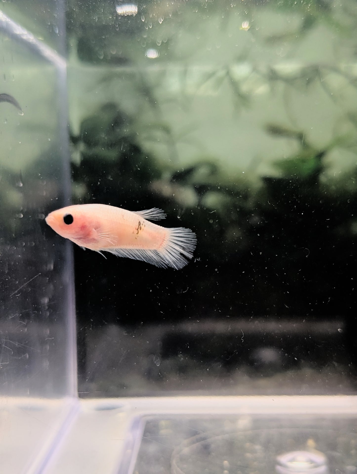 Celofane Halfmoon Betta -Female