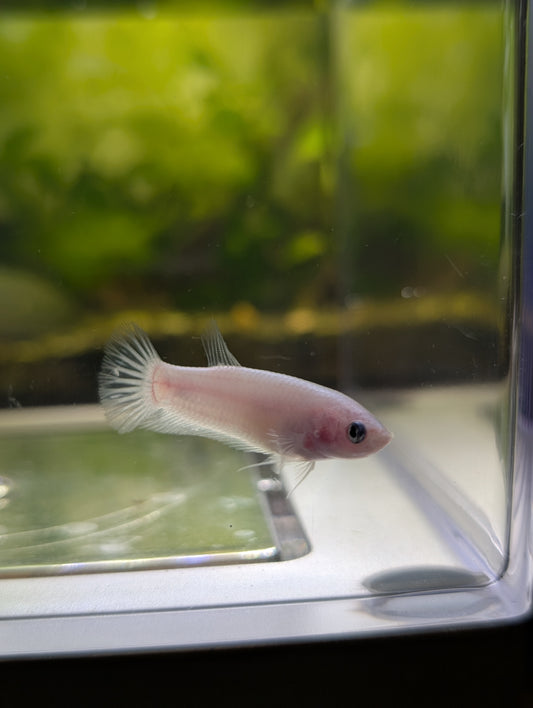 Celofane Halfmoon Plakat Betta – Female