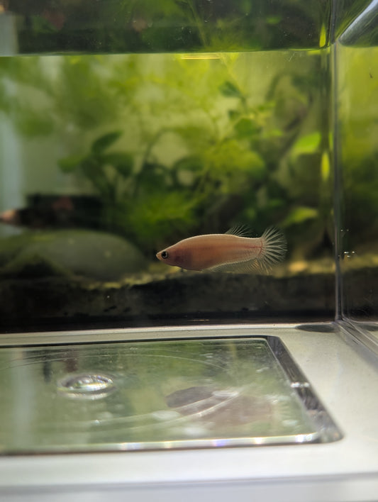 Celofane Halfmoon Betta - Female