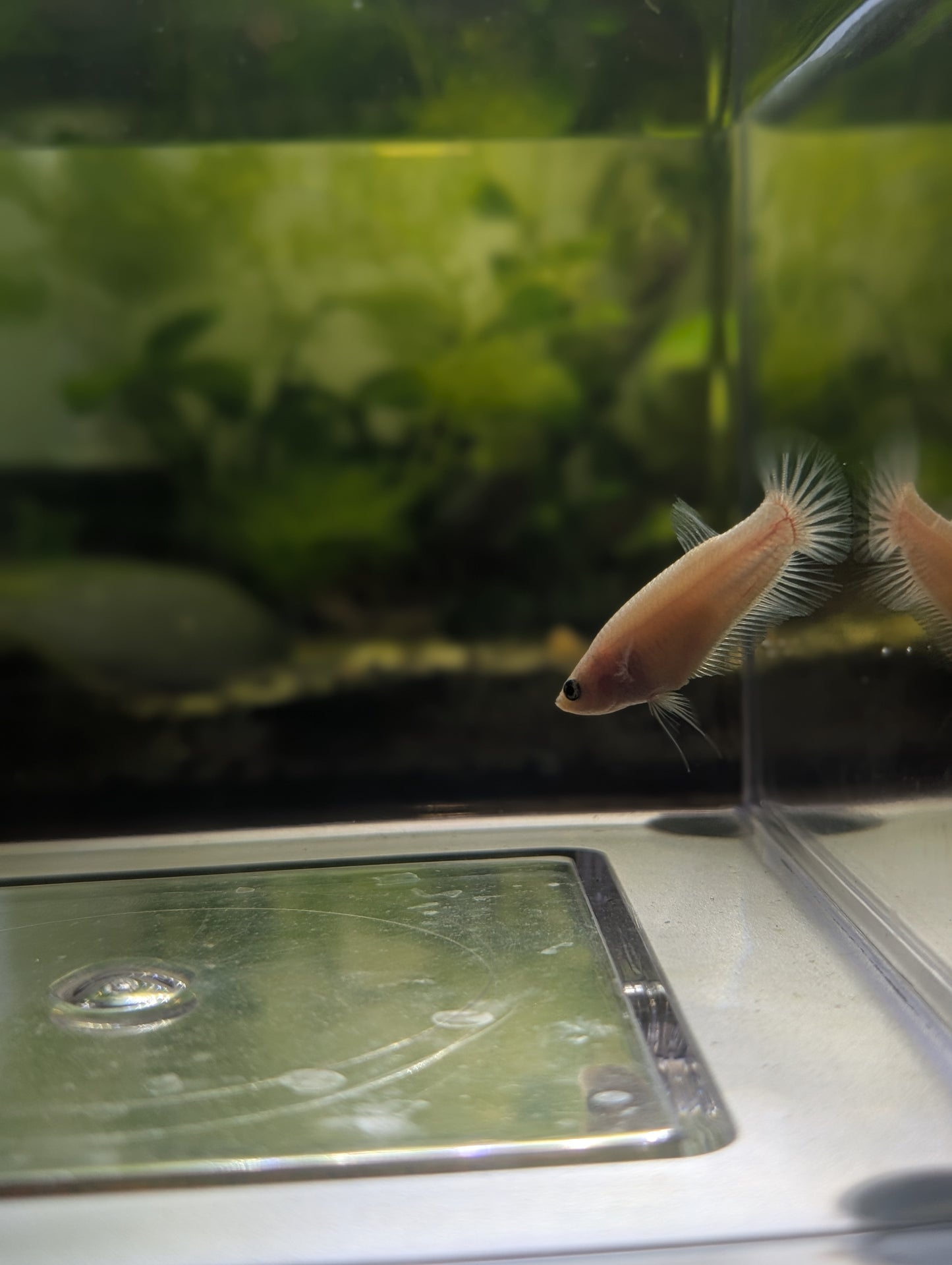 Celofane Halfmoon Betta - Female