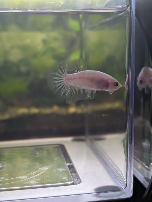 Celofane Halfmoon Plakat Betta - Male
