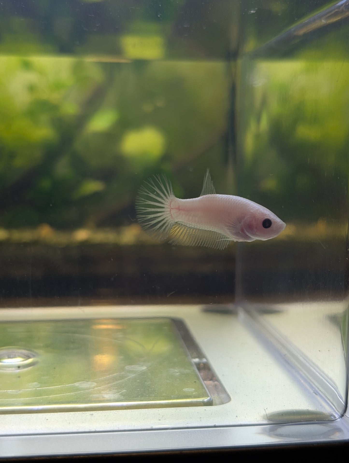 Celofane Halfmoon Plakat Betta - Female