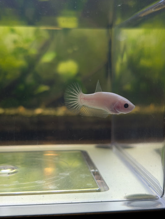 Celofane Halfmoon Plakat Betta - Female