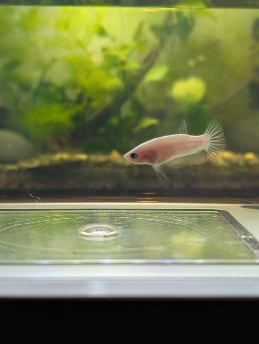 Celofane Halfmoon Plakat Betta - Female