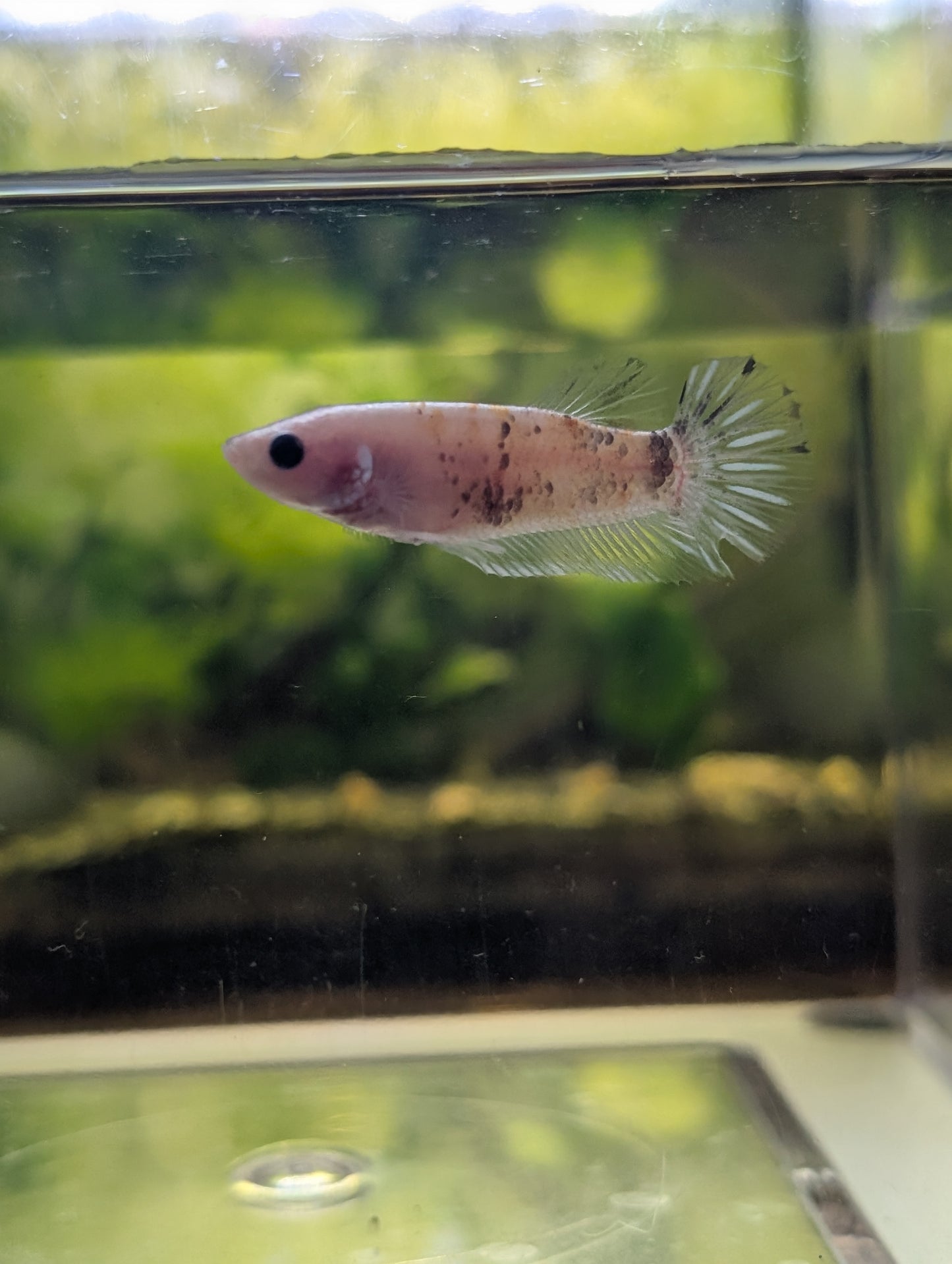 Koi Halfmoon Plakat Betta - Female