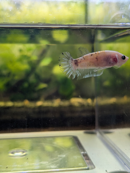 Koi Halfmoon Plakat Betta - Female