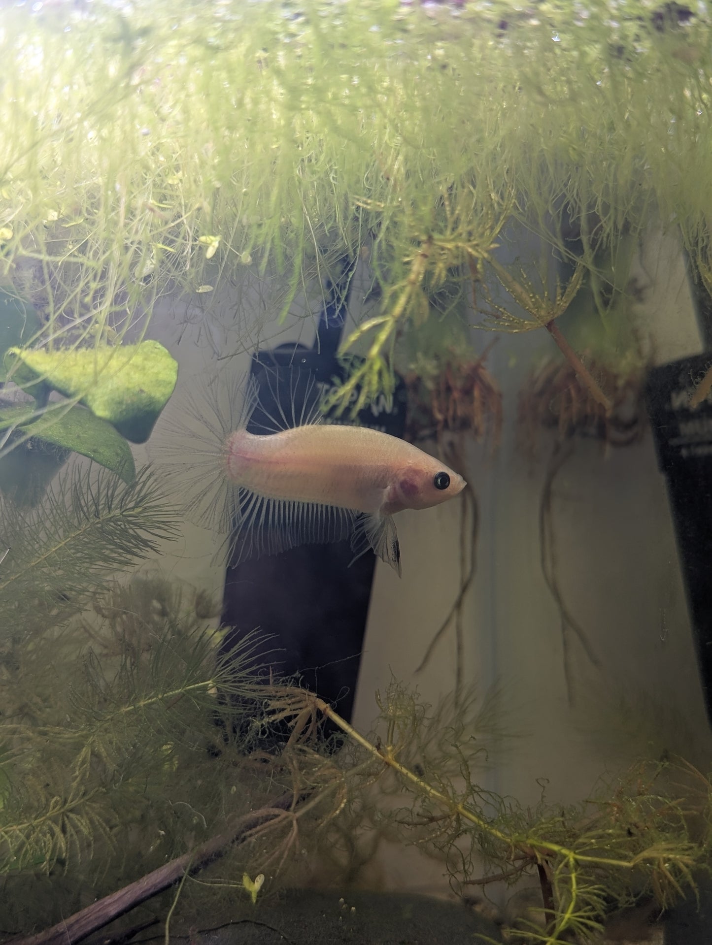 Celofane Halfmoon Plakat Betta - Male