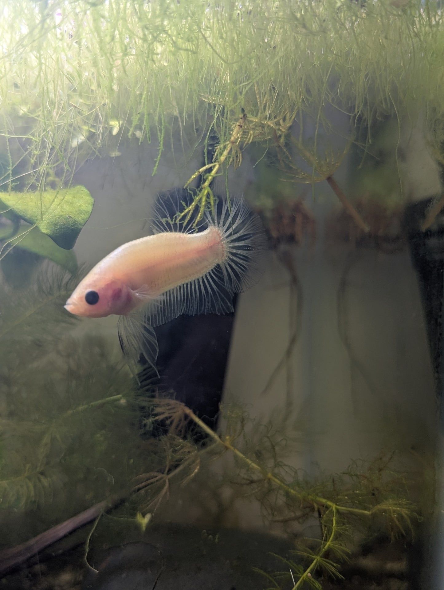 Celofane Halfmoon Plakat Betta - Male