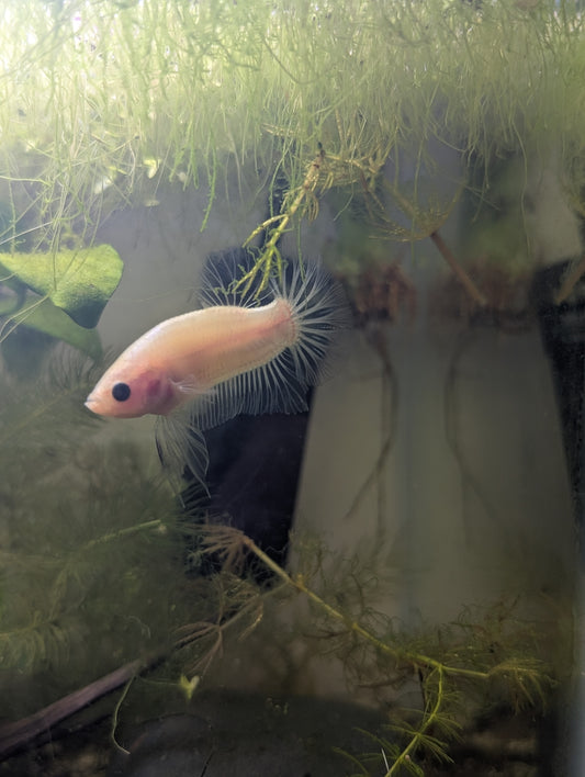 Celofane Halfmoon Plakat Betta - Male