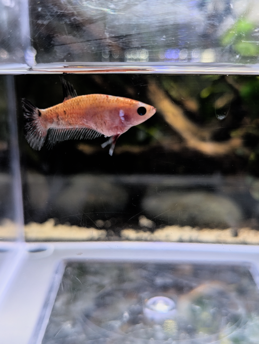 Celofane Halfmoon Plakat Betta - Female