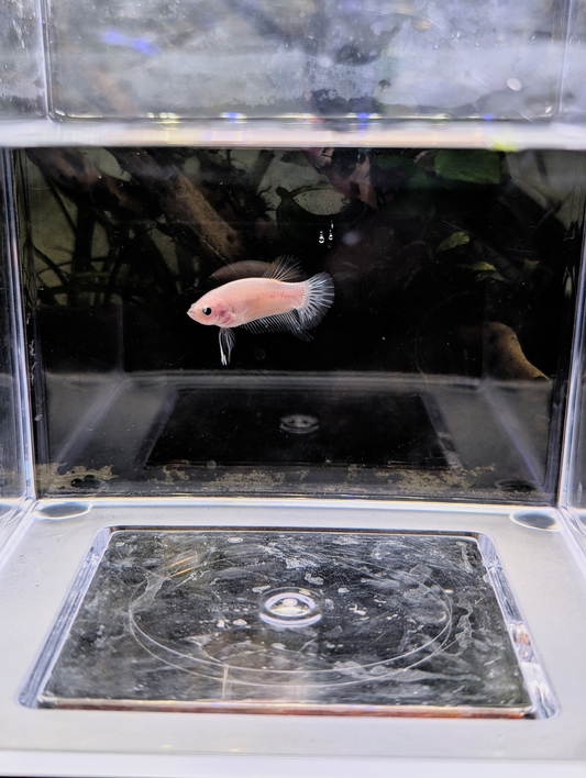 Celofane Halfmoon Plakat Betta - Male