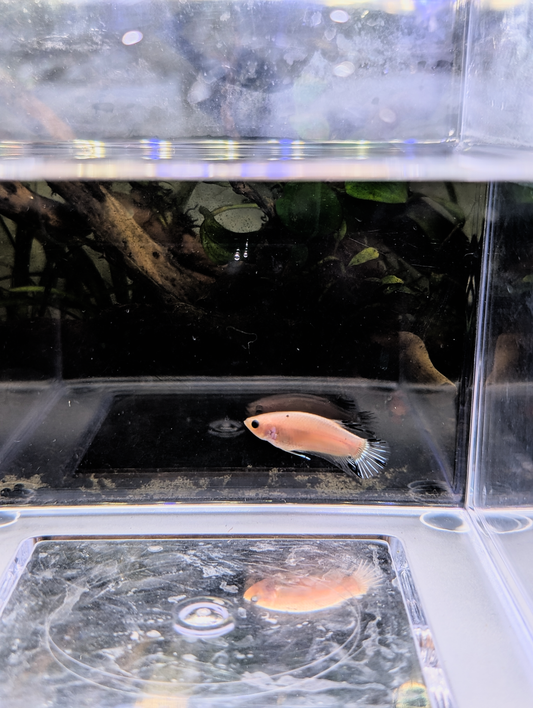 Celofane Halfmoon Plakat Betta - Male