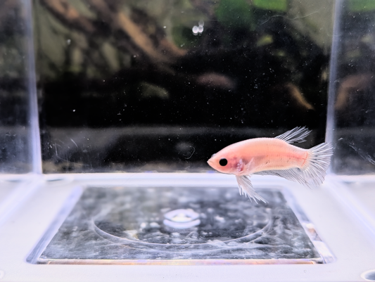 Celofane Halfmoon Plakat Betta - Male