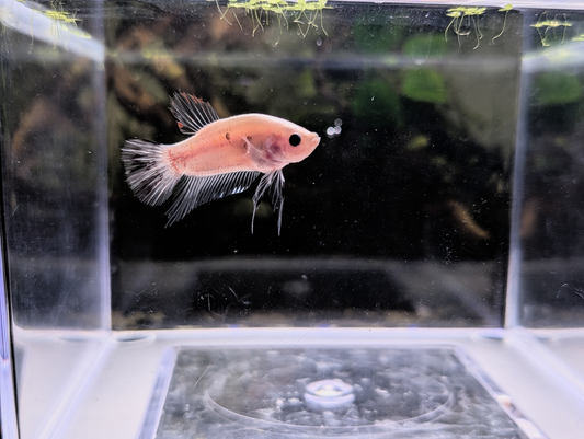 Celofane Halfmoon Plakat Betta - Male