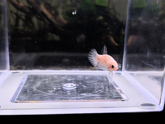 Celofane Halfmoon Plakat Betta - Male