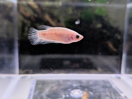 Celofane Halfmoon Plakat Betta - Male