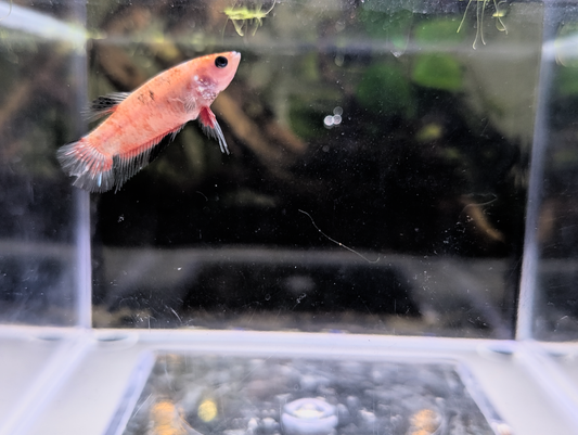 Celofane Halfmoon Plakat Betta - Female