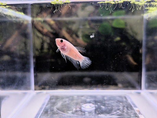 Celofane Halfmoon Plakat Betta - Male